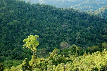 A forest landscape in Gunung Lumut trees,mountain,horizontal,indonesia,landscape,rainforest,canopy,forests,timur,mla,kalimantan,gunung lumut,habitat,gunung lumut mla cifor kalimantan timur indonesia forest tree canopy rainforest