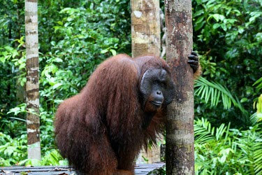 A male orangutan male,adult,animals,horizontal,indonesia,feeding,central,platform,orangutan,forests,kalimantan,tanjung putting,primate,primates,orangutans,great ape,great apes,Mammalia,Mammals,Chordates,Chordata,Prima