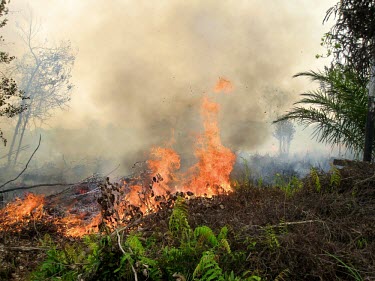 Forest fires are mostly caused by human activity horizontal,forest,indonesia,fire,smoke,fires,forest fires,forest fire,kalimantan,palangkaraya,burnt,black,blackened,destruction,habitat destruction,human activity,cifor,fog