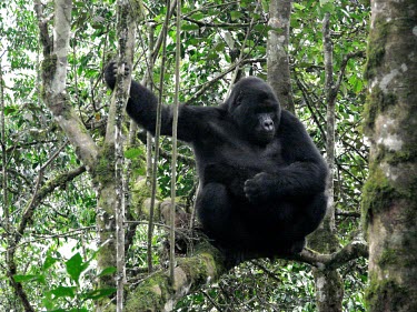 Gorillas (Gorilla beringei) live primarily on the ground africa,wild,animals,horizontal,forest,gorilla,gorillas,wildlife,uganda,rainforests,adult,male,primate,primates,tree,in tree,great ape,great apes,Mammalia,Mammals,Chordates,Chordata,Primates,Hominids,H