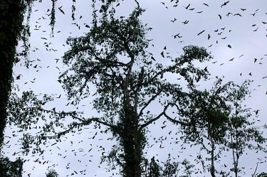 Bats flying in Gunung Lumut trees,animals,horizontal,indonesia,bat,bats,timur,mla,kalimantan,gunung lumut,roost,colony,tree,rainforest,gunung lumut mla cifor kalimantan timur indonesia bats bat