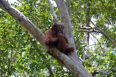 A young orangutan trees,animals,horizontal,indonesia,little,young,infant,central,orangutan,forests,kalimantan,central kalimantan,tanjung puting,primate,primates,tree,in tree,resting,orangutans,great ape,great apes,Mamm