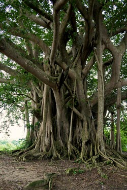 A Banyan tree in Bangladesh trees,tree,rubber,Bangladesh,forests,banyan,verticals,rainforests,plant,plants,Plantae,Angiosperms,Eudicots,Rosids,Rosales,Moraceae,Ficus,Uristigma,Ficus benghalensis,Indian banyan,Banyan tree,tree tr