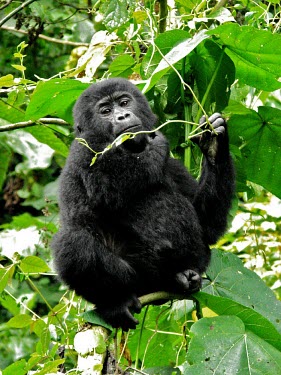 A juvenile gorilla (Gorilla beringei) eating in Uganda's forest africa,wild,animal,animals,gorilla,wildlife,uganda,forests,rainforests,juvenile,infant,young,gorillas,primate,primates,eating,feeding,in tree,looking towards camera,great ape,great apes,Mammalia,Mamma