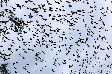 Bats flying in Gunung Lumut animals,horizontal,indonesia,bat,bats,timur,mla,kalimantan,gunung lumut,colony,rainforest,swarm,flight,in flight,gunung lumut mla cifor kalimantan timur indonesia bat bats