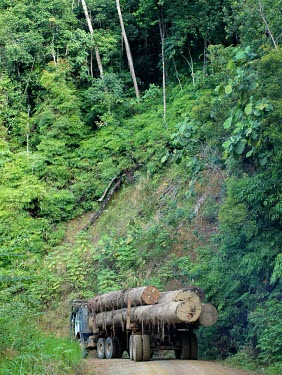 A truck transporting logs in Gunung Lumut mountains,truck,indonesia,rainforest,timber,logs,logging,forests,timur,mla,verticals,kalimantan,gunung lumut,wood,transport,trunk,tree trunks,gunung lumut mla cifor kalimantan timur indonesia truck lo