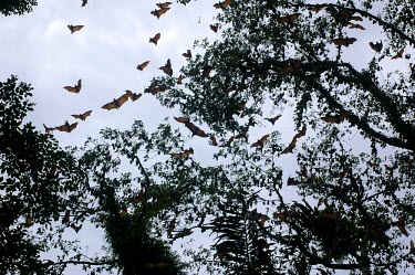 Bats flying in Gunung Lumut trees,animals,horizontal,indonesia,bat,bats,timur,mla,kalimantan,gunung lumut,roost,colony,tree,rainforest,flight,in flight,gunung lumut mla cifor kalimantan timur indonesia bats bat