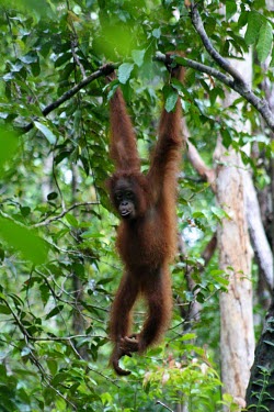 A young orangutan swinging in branch trees,animals,indonesia,young,infant,little,central,orangutan,hanging,hang,forests,verticals,kalimantan,tanjung puting,primate,primates,National Park,orangutans,great ape,great apes,Mammalia,Mammals,C