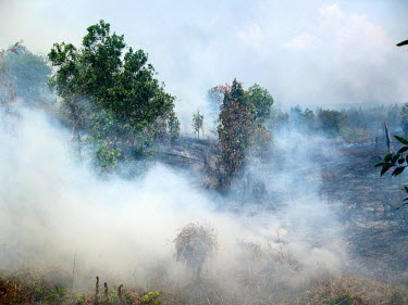 Forest fires are mostly caused by human activity horizontal,forest,indonesia,fire,smoke,fires,forest fires,forest fire,kalimantan,palangkaraya,burnt,black,blackened,destruction,habitat destruction,human activity,fog,cifor