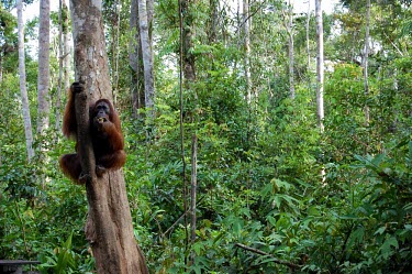 A female orangutan trees,animals,horizontal,female,indonesia,central,orangutan,forests,kalimantan,tanjung puting,national park,adult,hanging,hang,clinging,feeding,eating,primate,primates,left,side,negative space,forest,