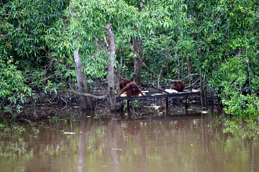 Orangutans eating water,forest,river,indonesia,scenery,orangutan,environment,mammals,forests,kalimantan,sebangau,food,horizontal,fruit,great ape conservation,feeding,platform,animals,central kalimantan,primate,primates