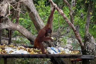 A young orangutan eating food,horizontal,fruit,forest,indonesia,flickr,workshop,orangutan,mammals,forests,kalimantan,sebangau,great ape conservation,feeding,platform,animals,young,infant,central,central kalimantan,primate,pri