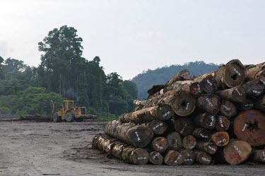 Pile of logs forest,indonesia,log,logs,papua,climate change,mamberamo,horizontal,loader,forests,machinery,machine,logging,clearance,pile,log pile,marked,stamped,timber,log pond,deforestation