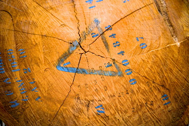 Identification for wood cut for the Company Fabrique Camerounaise africa,horizontal,close up,close-up,forestry,timber,logs,lumber,cameroon,ngon,ebolowa,fipcam,Company Fabrique Camerounaise de paquets,FIPCAM,identification,cut,wood,marked,marks,stamp,logging,deforest