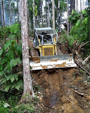 A bulldozer dragging a tree in Indonesia forest,indonesia,timber,logging,climate change,verticals,bulldozer,destruction,forests,rainforest,rainforests,earth,track,deforestation