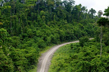 Logging roads road,track,tree,trees,horizontal,forest,forests,rainforest,rainforests,indonesia,log,asia,big tree,papua,climate change,climate,mamberamo,logging,curve,green,deforestation