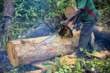 Carpenter chainsawing a felled tree in a forest near the Ovangoul village, Center Region, Cameroon africa,wood,people,man,tree,horizontal,forest,leaf,cut,chainsaw,logging,center,equipment,environment,region,forests,climate change,global warming,wood cutting,cameroon,carpenter,deforestation
