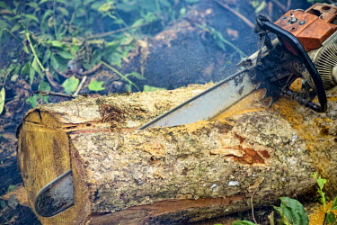 Carpenter chainsawing a felled tree africa,wood,people,man,tree,close up,close-up,forest,cut,chainsaw,chain saw,logging,environment,forests,climate change,global warming,wood cutting,cameroon,verticals,timber,shallow focus,deforestation