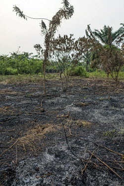 Slash and burn agriculture africa,burning,crops,congo,practices,drc,deforestation,rdc,democratic republic of congo,slash burn,slash and burn,lukolela,farming,preparation,scorched,earth