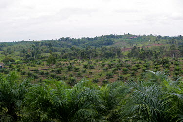 Land cleared for oil palm plantation horizontal,climate change,east kalimantan,oil palms,cleared,land clearance,habitat destruction,plantation,oil palm,palm oil,hillside,landscape,deforestation