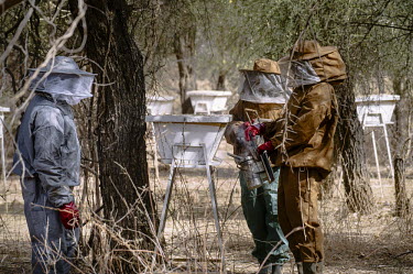 Training beekeepers to maintain hives and collect honey Africa,people,animals,horizontal,wildlife,bee,honey,hive,hives,Burkina Faso,bees,honeycomb,beekeeping,beekeepers,village of Yalka,village,villagers,locals,nets,protection,protective clothing,brush,smo