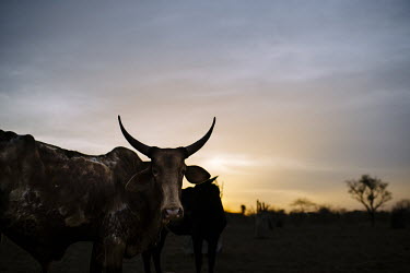 Views around Boromo Africa,sunset,low light,animal,animals,horizontal,cow,cows,twilight,scenery,Burkina Faso,Boromo,looking at camera,dry,horns,shape,silhouette,CIFOR,forest research,climate change,adaptation,production