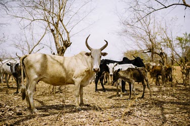 A herd of cattle outside the Zorro village Africa,trees,horizontal,cow,cattle,farm,livestock,climate change,Burkina Faso,dry,land,arid,village de Zorro,Zorro,young,adult,cows