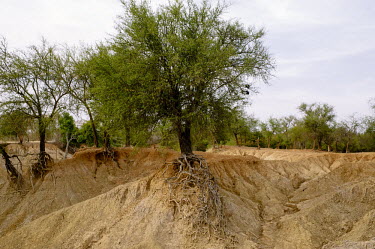 A tributary of the Nouhou river dried up due to the low water level road,trees,river,tributary,Africa,dry,climate change,cracked,Burkina Faso,Boromo,Nouhou River,mud,riverbed,low,water,levels,dried,landscape,tree,clinging,erosion,eroded,roots,showing,CIFOR,forest rese
