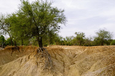 A tributary of the Nouhou river dried up due to the low water level road,trees,river,tributary,Africa,dry,climate change,cracked,Burkina Faso,Boromo,Nouhou River,mud,riverbed,low,water,levels,dried,landscape,tree,clinging,erosion,eroded,roots,showing,CIFOR,forest rese
