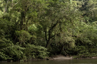 Jondachi River is one of the last pristine rivers in Ecuador tree,trees,water,horizontal,river,rivers,Ecuador,rainforest,rainforests,scenery,conservation,spanish,environment,big tree,forests,tropical rainforest,horizontals,pristine