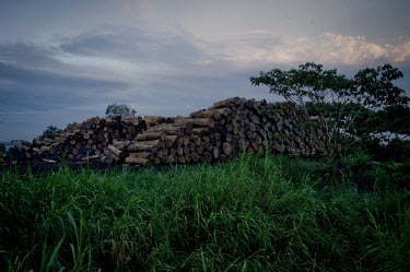 Logs in a timber processing plant plant,tree,grass,horizontal,landscape,Ecuador,village,forestry,timber,logs,logging,scene,spanish,crops,big tree,climate change,wood cutting,forage,deforestation,agronomy,horizontals,wood piles,low lig