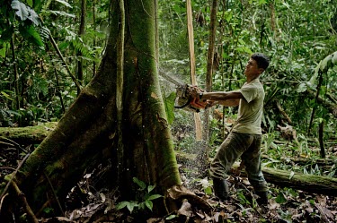 A Kichwa villager cutting down a tree to clear an area to sow corn to feed his animals people,man,tree,male,men,horizontal,forest,scenery,chainsaw,spanish,land,environment,kichwa,trees,Ecuador,cut,big tree,climate change,deforestation,orellana,horizontals,clear,clearing,villager,local,l