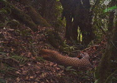 A Javan leopard caught on a camera trap animal,Indonesia,national park,Gunung Halimun-Salak National Park,wildlife,conservation,leopard,biodiversity,leopards,big cat,big cats,mammals,cat,cats,Critically Endangered,forest,forests,camouflage,