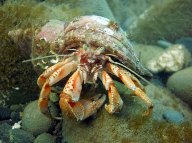 Common hermit crab Pagurus bernhardus,Common hermit crab,hermit crab,hermit crabs,crab,crabs,close-up,close up,under the sea,marine,sea,coast,coastal,underwater,shallow,hermit,claw,claws,invertebrate,invertebrates,Arthr