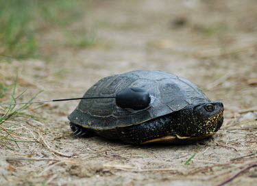European pond turtle with radio tracking device turtles,pond turtles,european turtles,chelonian,chelonians,terrapin,reptiles,radio tracking,radio,conservation measure,conservation,monitoring,monitor,radio tag,tagged,radio tagging,Reptilia,Reptiles,