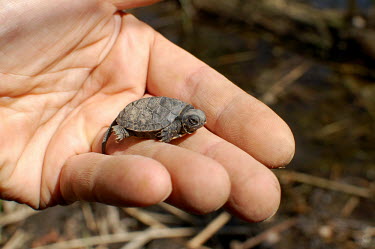 European pond turtle hatchling being held by scientist turtles,pond turtles,european turtles,chelonian,chelonians,terrapin,reptiles,baby,young,hatchling,tiny,small,Reptilia,Reptiles,Chordates,Chordata,Turtles,Testudines,Pond Turtles,Emydidae,Asia,Emys,Str