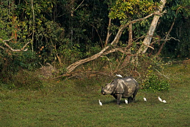 Indian rhinoceros with egrets in forest rhino,rhinos,one-horned rhino,Asian rhino,birds,symbotic,symbiosis,symbiotic relationship,grazing,graze,feeding,eating,food,forest,egret,egrets,trees,Rhinocerous,Rhinocerotidae,Mammalia,Mammals,Chorda