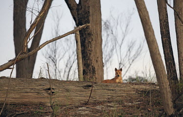 Dingo resting in the woods dingo,canine,wild canine,wild dog,predator,australia,woodland,kingdom,territory,dogs,dog,canid,Carnivores,Carnivora,Mammalia,Mammals,Dog, Coyote, Wolf, Fox,Canidae,Chordates,Chordata,Wetlands,Animalia