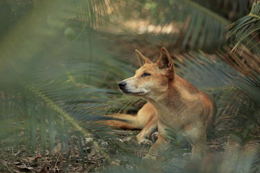 Dingo lying amongst foliage dingo,canine,wild canine,wild dog,predator,australia,resting,rest,foliage,ears,snout,dogs,dog,canid,Carnivores,Carnivora,Mammalia,Mammals,Dog, Coyote, Wolf, Fox,Canidae,Chordates,Chordata,Wetlands,Ani