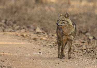 A jackal spies something as it forages along a track jackal,wild dog,canine,scavenger,carnivore,hunter,desert,savanna,savannah,wolf,fox,fur,prowl,hunt,dogs,dog,canid,Golden jackal,Canis aureus,Chordates,Chordata,Carnivores,Carnivora,Dog, Coyote, Wolf, F