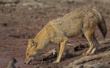 A jackal laps water from a muddy puddle jackal,wild dog,canine,scavenger,carnivore,hunter,desert,savanna,savannah,wolf,fox,fur,tongue,drink,drinking,water hole,thirsty,dogs,dog,canid,Golden jackal,Canis aureus,Chordates,Chordata,Carnivores,