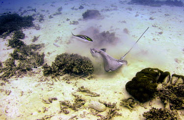 Spotted eagle ray kicking up sand eagle ray,ray,rays,elasmobranch,elasmobranchii,tail,fin,wings,sting,coral,reef,coral reef,bleaching,marine,ocean,ocean life,marine life,underwater,arabian spinecheek,bream,monocle bream,chromis,fish,f