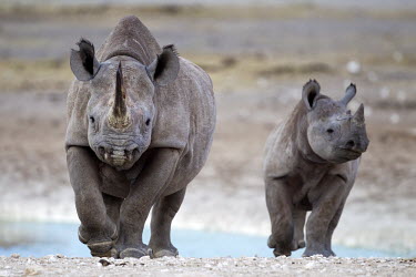 Black rhinoceros mother and calf walking from watering hole rhino,rhinoceros,black rhino,black rhinoceros,target,targetted,big,skin,mother and calf,motherhood,parent,parenthood,parenting,protecting,Africa,mammal,mammals,herbivore,herbivorous,IUCN redlist,criti