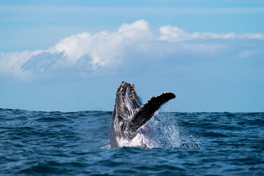 Humpback whale breaching breach,breaching,behaviour,spectacle,joy,natural wonder,humpback,humpback whale,whale,whales,whales and dolphins,cetacean,cetaceans,fins,fin,dorsal,dorsal fin,marine,marine life,sea,sea life,ocean,oce