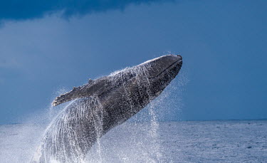 Humpback whale breaching breach,breaching,behaviour,moby dick,stormy,atmosphere,back,spectacle,wonder,natural wonder,humpback,humpback whale,whale,whales,whales and dolphins,cetacean,cetaceans,fins,fin,dorsal,dorsal fin,marin