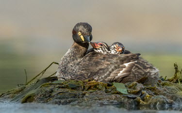 Nesting Australian grebe with two chicks bird,birds,birdlife,avian,aves,wings,flight,feathers,waterfowl,duck,ducks,ponds,lakes,pond,lake,reeds,reedbed,wetland,nest,nesting,roost,roosting,clutch,hatchlings,hatchling,chick,chicks,ponds and lak