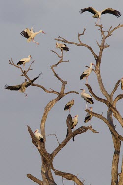 White storks gather on this stark tree Tanzania,Ciconia ciconia,Ciconia c. ciconia,white stork,stork,storks,bird,birds,many,11,eleven,tree,landing,perched,White stork,Chordates,Chordata,Storks,Ciconiidae,Ciconiiformes,Herons Ibises Storks