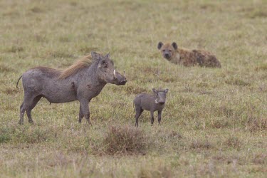Mother and child warthogs in the field Tanzania,Phacochoerus africanus,warthog,Animalia,Chordata,Mammalia,Cetartiodactyla,Suidae,warthogs,adult,young,two,hyaena,background,hyena,parental care,protection,predator,prey,baby,Warthog,Mammals,C