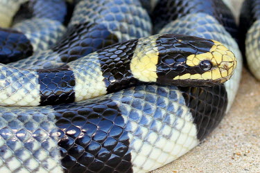 Face shot of a banded sea krait on land least concern,amphibious,snake,snakes,sea snake,sea snakes,krait,sea krait,reptile,reptiles,reptilia,lizards and snakes,terrestrial,cold blooded,scales,scaly,smooth,wriggle,curvy,bands,band,banded,bla