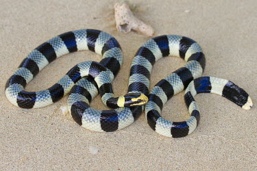 A banded sea krait rests on the beach least concern,amphibious,snake,snakes,sea snake,sea snakes,krait,sea krait,reptile,reptiles,reptilia,lizards and snakes,terrestrial,cold blooded,scales,scaly,smooth,wriggle,curvy,bands,band,banded,bla